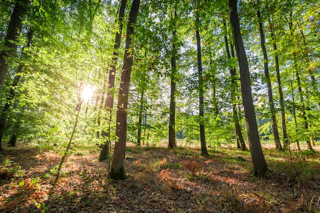 sunbeam-in-the-autumn-forest-at-sunrise-2023-11-27-05-33-48-utc Sunlight filters through tall trees in a forest, casting shadows on the ground covered with fallen leaves and ferns.