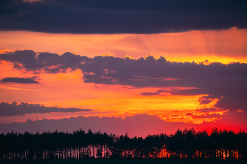 sunset-sunrise-in-pine-forest-sunny-coniferous-fo-2025-02-24-11-58-40-utc A vivid sunset with orange, pink, and purple hues illuminates a horizon of silhouetted trees under a partly cloudy sky.